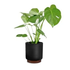 Enspijk Blumentöpfe Walnussholz Polystone Handgemacht 2 Größen